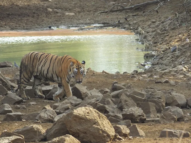 Tadoba, Maharashtra