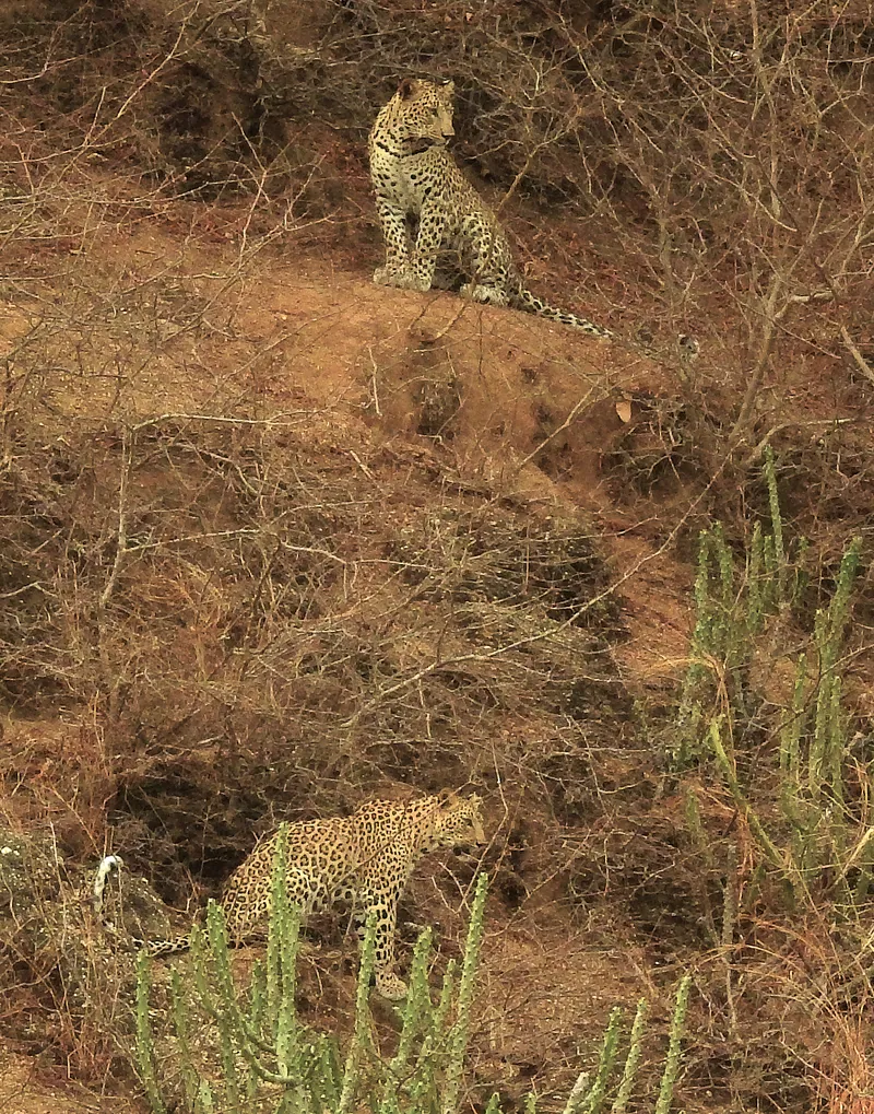 Jawai, Rajasthan