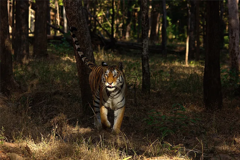 Pench, Madhya Pradesh