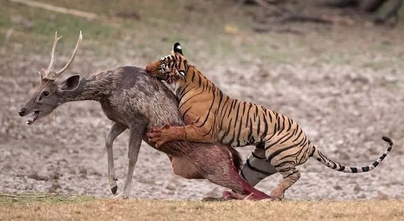 Ranthambore, Rajasthan