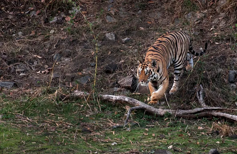 Corbett, Uttarakhand