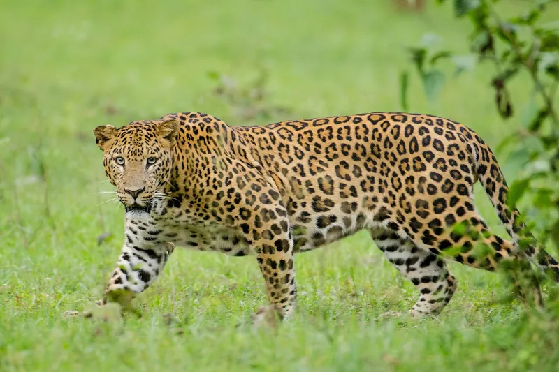 Kabini, Karnataka