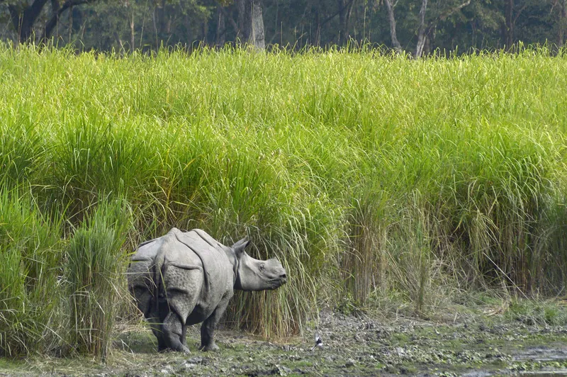 Kaziranga, Assam