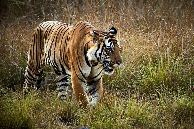Bandhavgarh, Madhya Pradesh