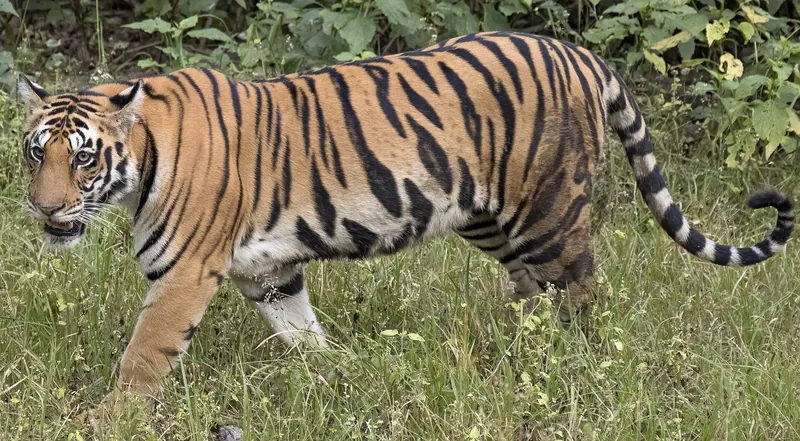 Kanha, Madhya Pradesh